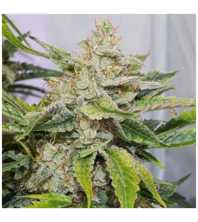 Auto Skywalker Haze SALDI