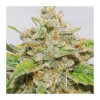 Auto Skywalker Haze SALDI