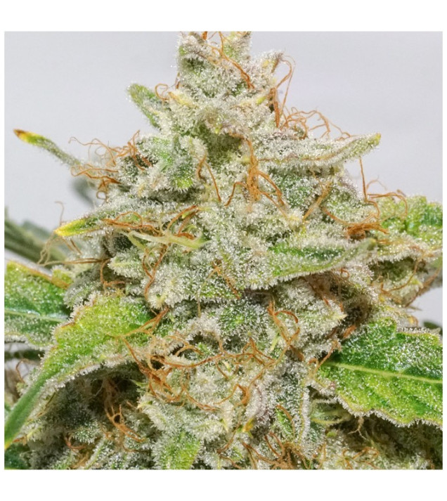 Auto Skywalker Haze SALDI