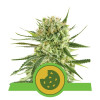Royal Cookies Autoflowering SALDI