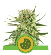 Royal Cookies Autoflowering SALDI