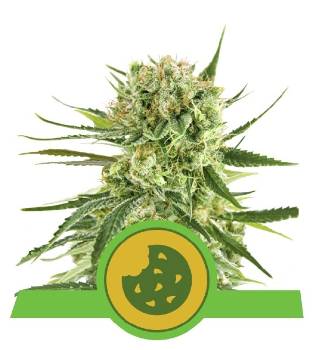 Royal Cookies Autoflowering SALDI