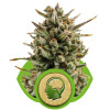 Amnesia Haze Automatic SALDI