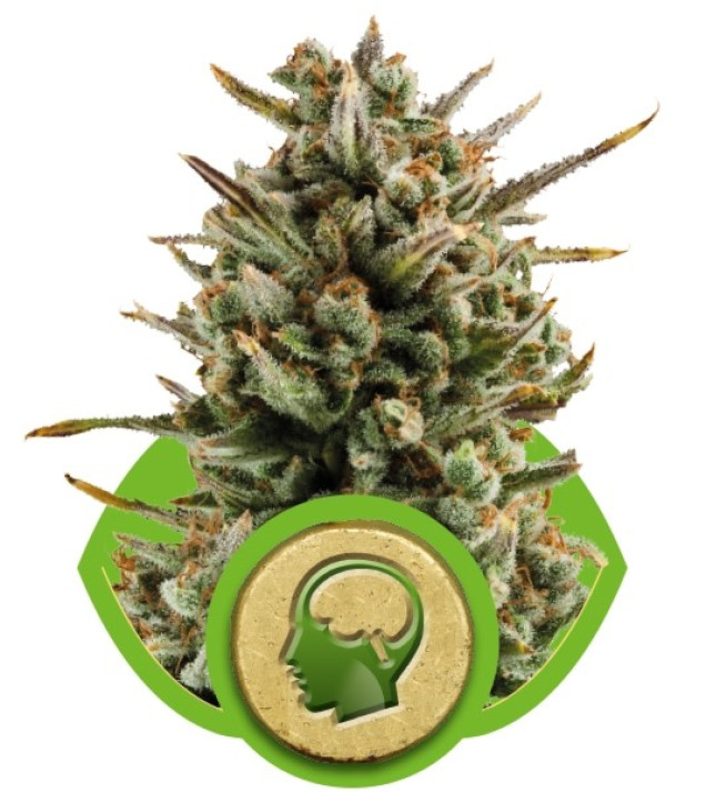 Amnesia Haze Automatic SALDI