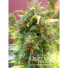 Amnesia Haze Automatic SALDI