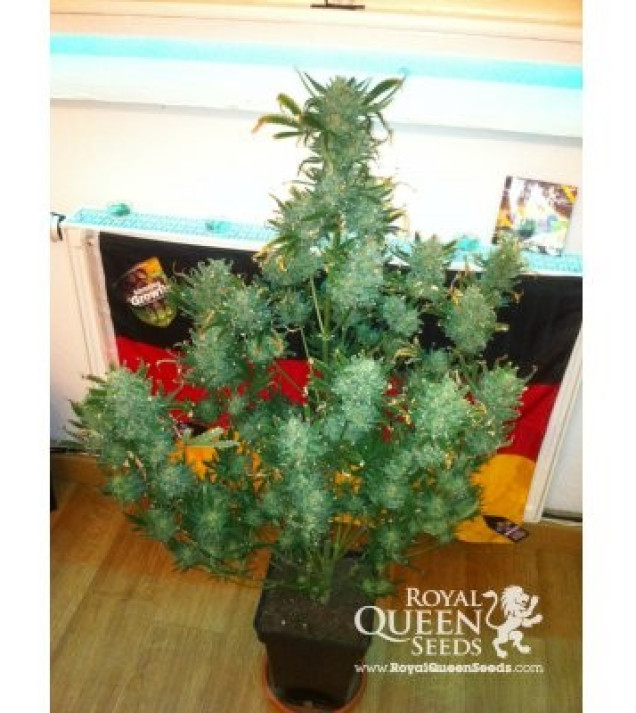 Amnesia Haze Automatic SALDI