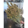 Amnesia Haze Automatic SALDI