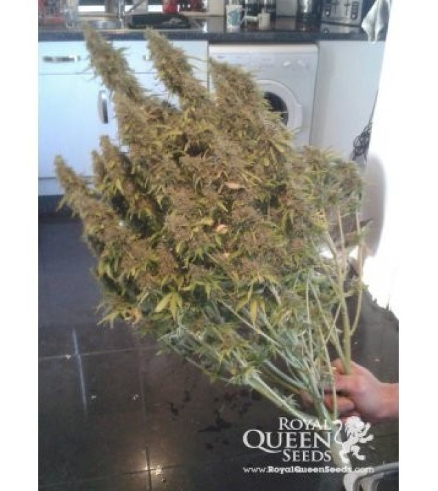 Amnesia Haze Automatic SALDI