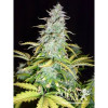 Amnesia Haze Automatic SALDI