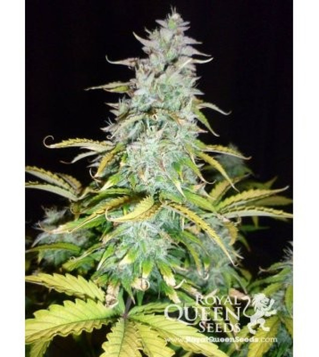 Amnesia Haze Automatic SALDI