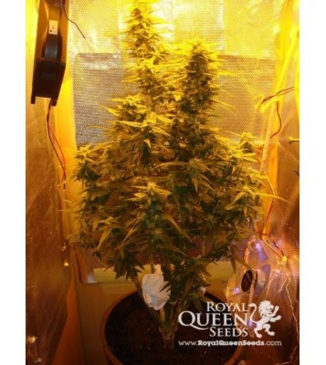 Amnesia Haze Automatic SALDI