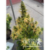 Amnesia Haze Automatic SALDI