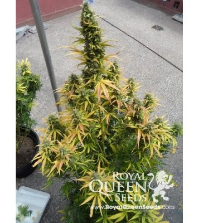 Amnesia Haze Automatic SALDI