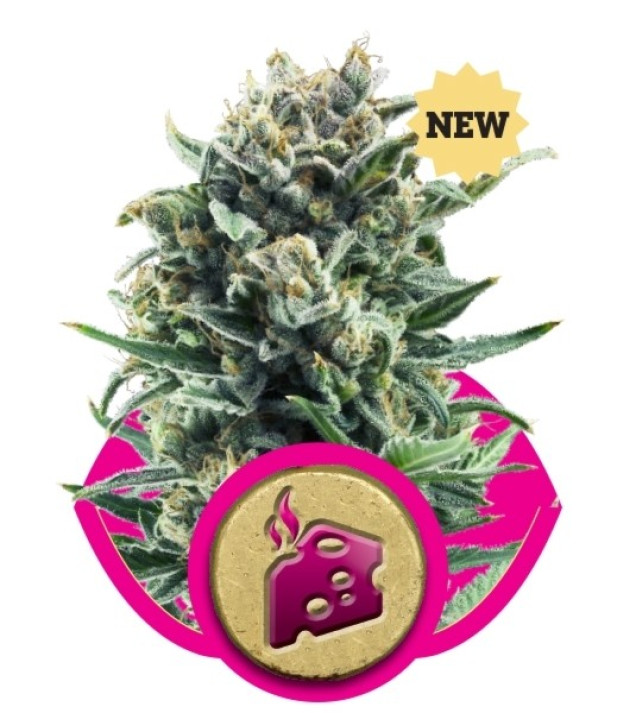 Blue Cheese SALDI