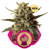 BubbleGum XL SALDI
