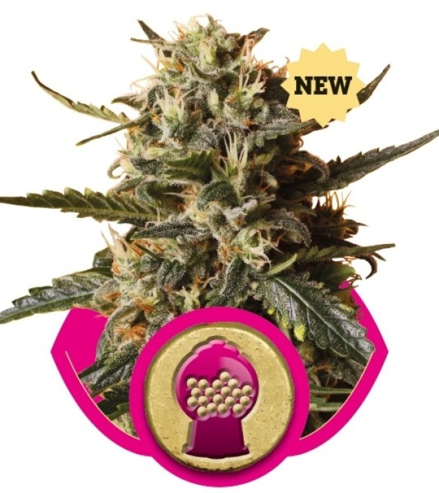 BubbleGum XL SALDI