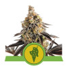 Cookies Gelato Auto SALDI