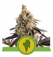 Cookies Gelato Auto SALDI