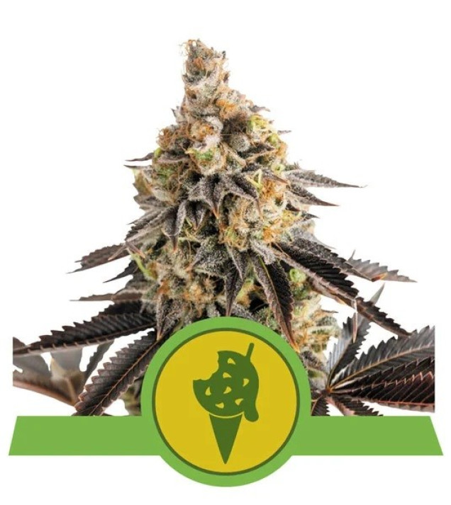 Cookies Gelato Auto SALDI