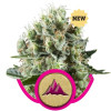 Critical Kush SALDI