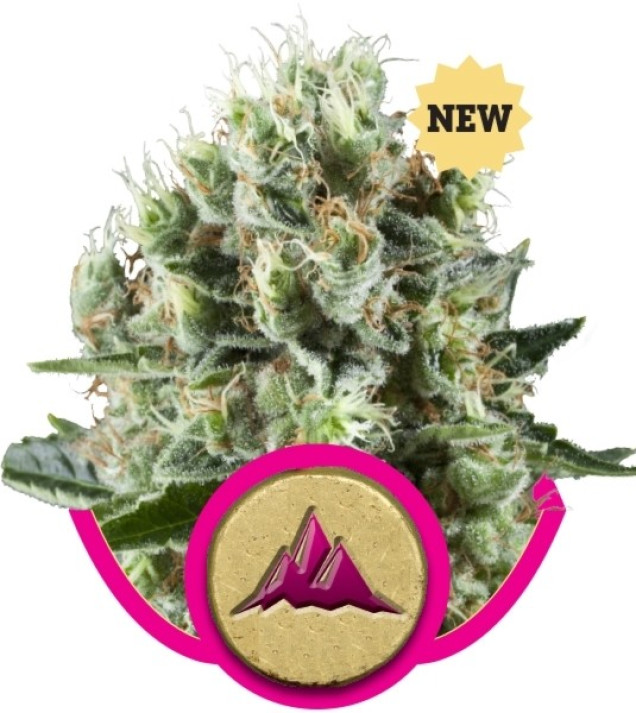 Critical Kush SALDI