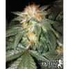 Critical Kush SALDI