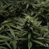 Critical Kush SALDI