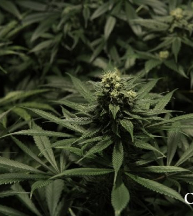 Critical Kush SALDI
