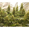 Critical Kush SALDI