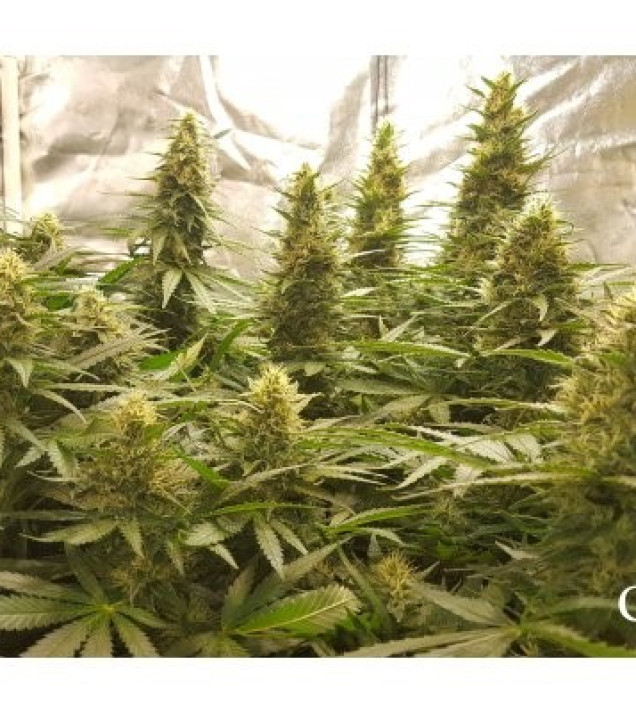 Critical Kush SALDI