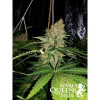 Critical Kush SALDI