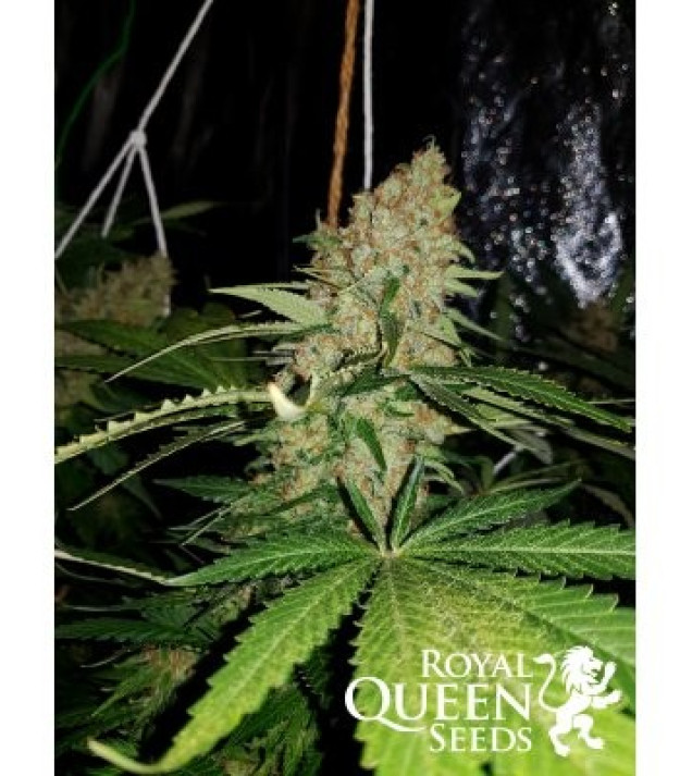 Critical Kush SALDI