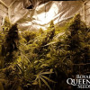 Critical Kush SALDI