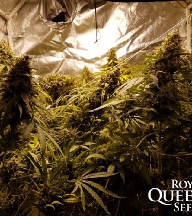 Critical Kush SALDI