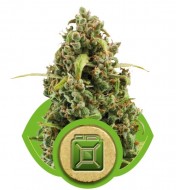 Diesel Automatic SALDI