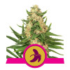 Fat Banana SALDI