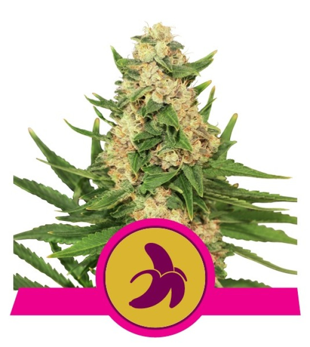 Fat Banana SALDI