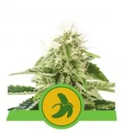 Fat Banana Automatic SALDI