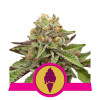 Green Gelato SALDI