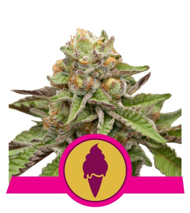 Green Gelato SALDI