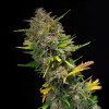 Outdoor Blue Shaman SALDI