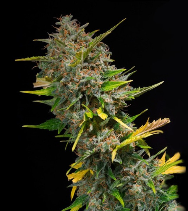 Outdoor Blue Shaman SALDI