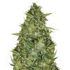 AK 44 Auto SALDI