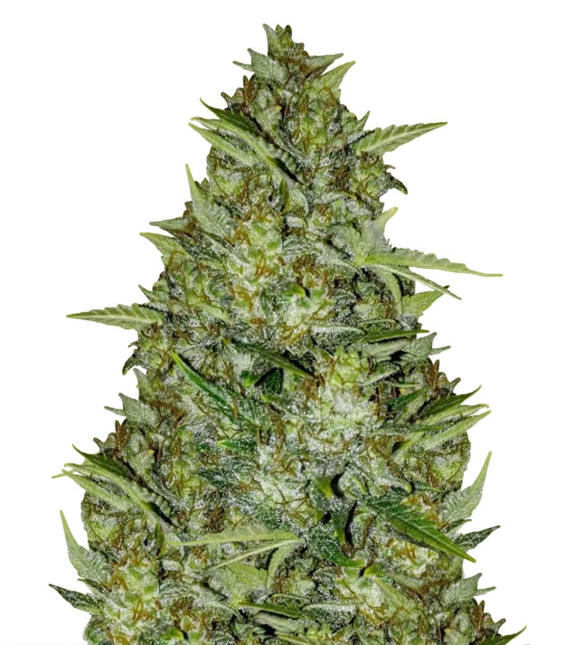 AK 44 Auto SALDI