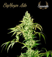 BigMazar Auto
