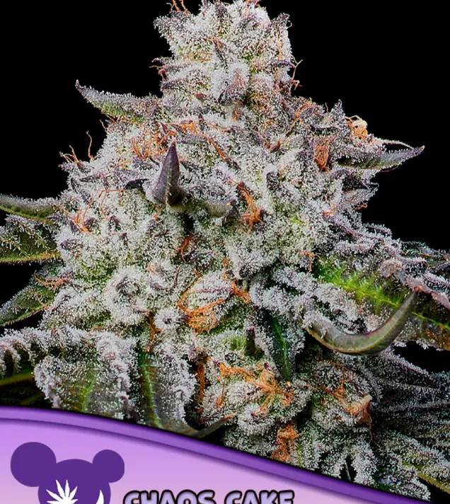 Chaos Cake Auto