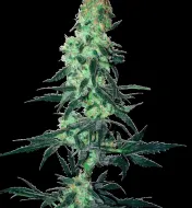 Amnesia White Regular