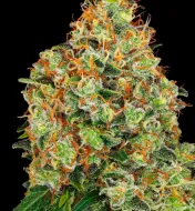 Sweet Tangerine Tango Auto