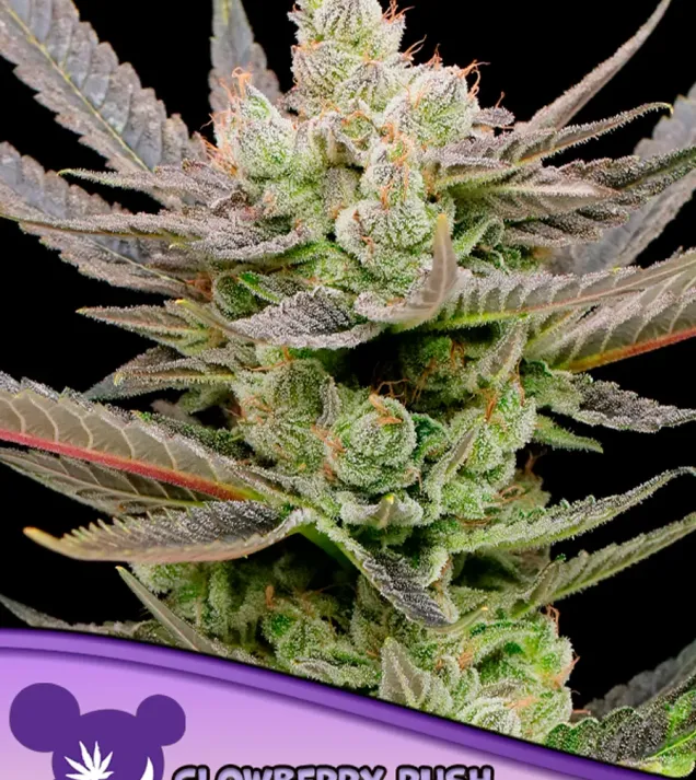 Glowberry Rush Auto