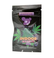 Indoor Massive Mix